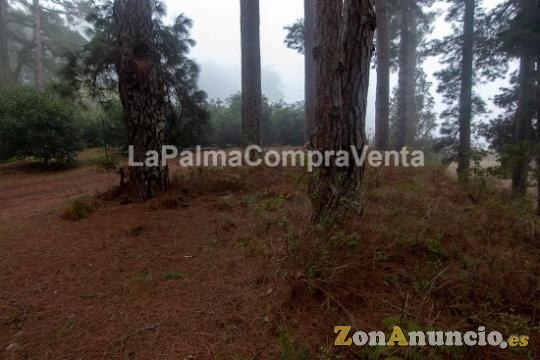 ID-444 Terreno en producción de aguacates con 100 matas